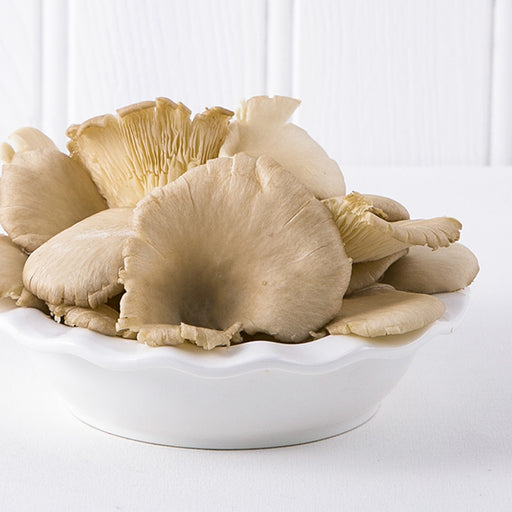 Oyster Mushroom