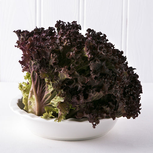 Lollo Rosso Lettuce