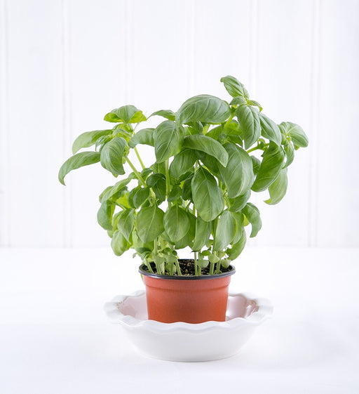 Basil Pot