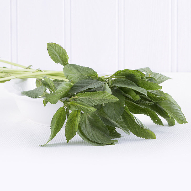 Basil Leaves